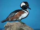 Hooded Merganser Drake